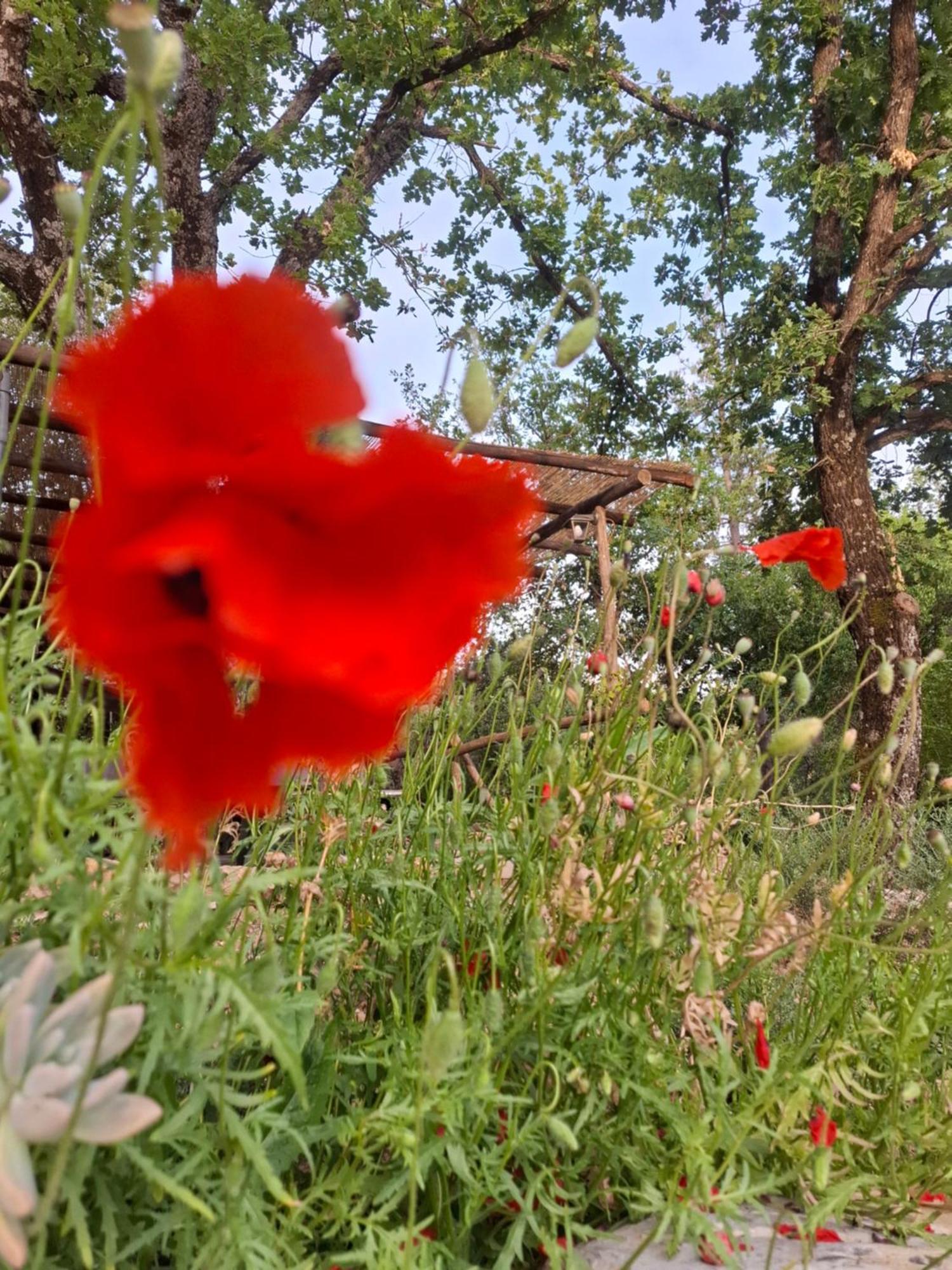 Agriturismo E Glamping Serraiola Alta Monterotondo  Eksteriør billede